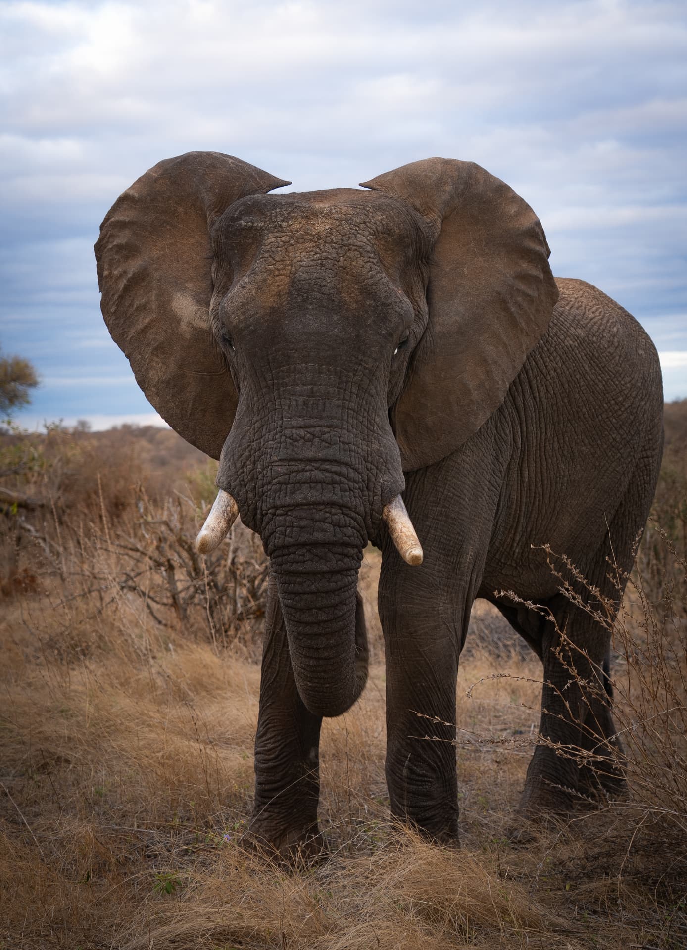 Éléphant d'Afrique dans la savane